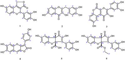 Six new polyphenolic metabolites isolated from the Suillus granulatus and their cytotoxicity against HepG2 cells